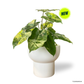 Philodendron Burle Marx Variegated in Podium Pot