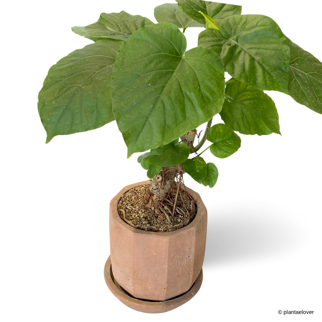 Ficus Umbellata in Olea Pot