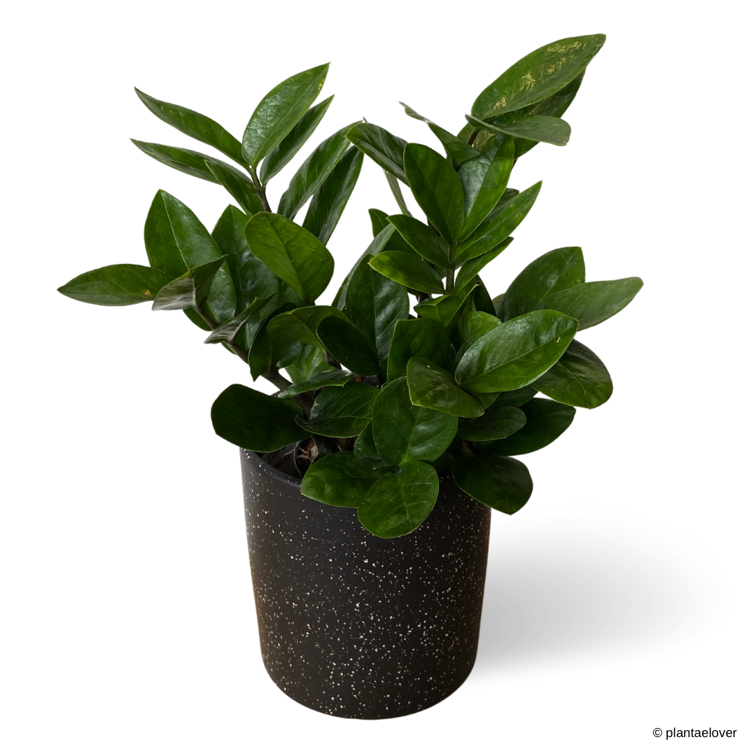 Zamioculcas Zamiifolia in Galaxy Pot