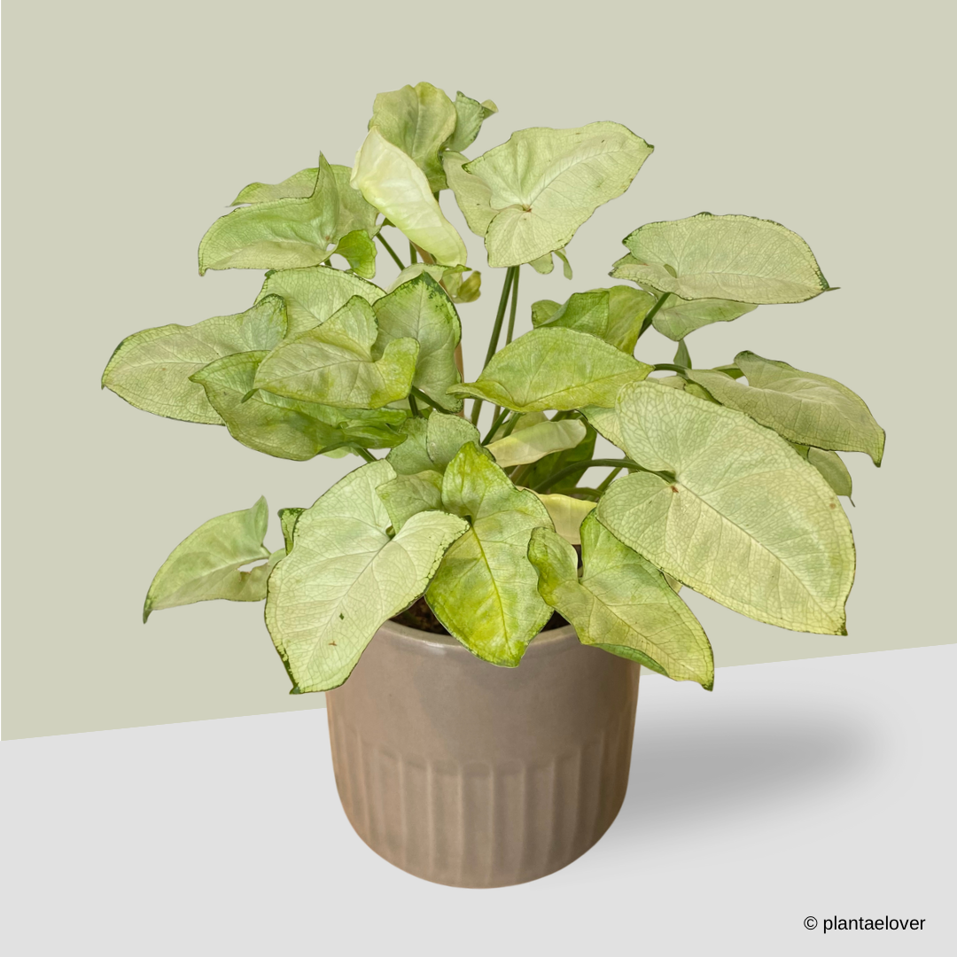 Syngonium Pixie in Griege Pot