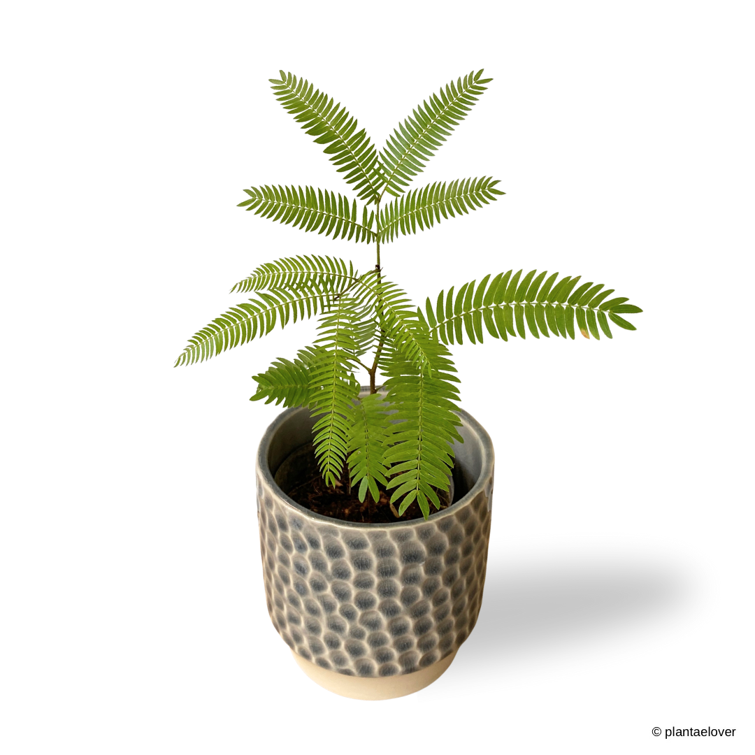 Japanese Everfresh Tree in Lagoon Pot