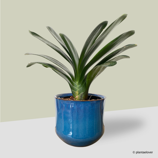 Bush Lily in Royal Pot