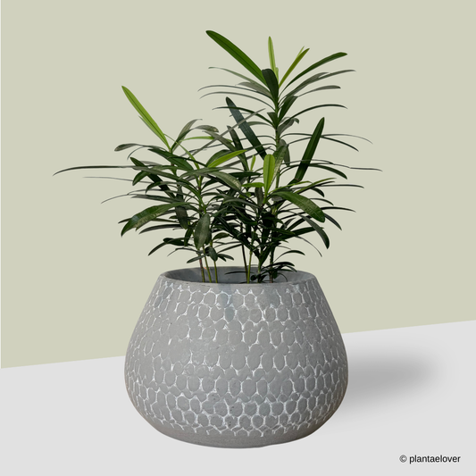 Podocarpus in Coastal Pot