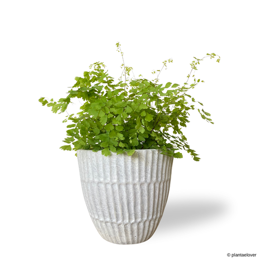 Maidenhair Fern in Titanium Pot