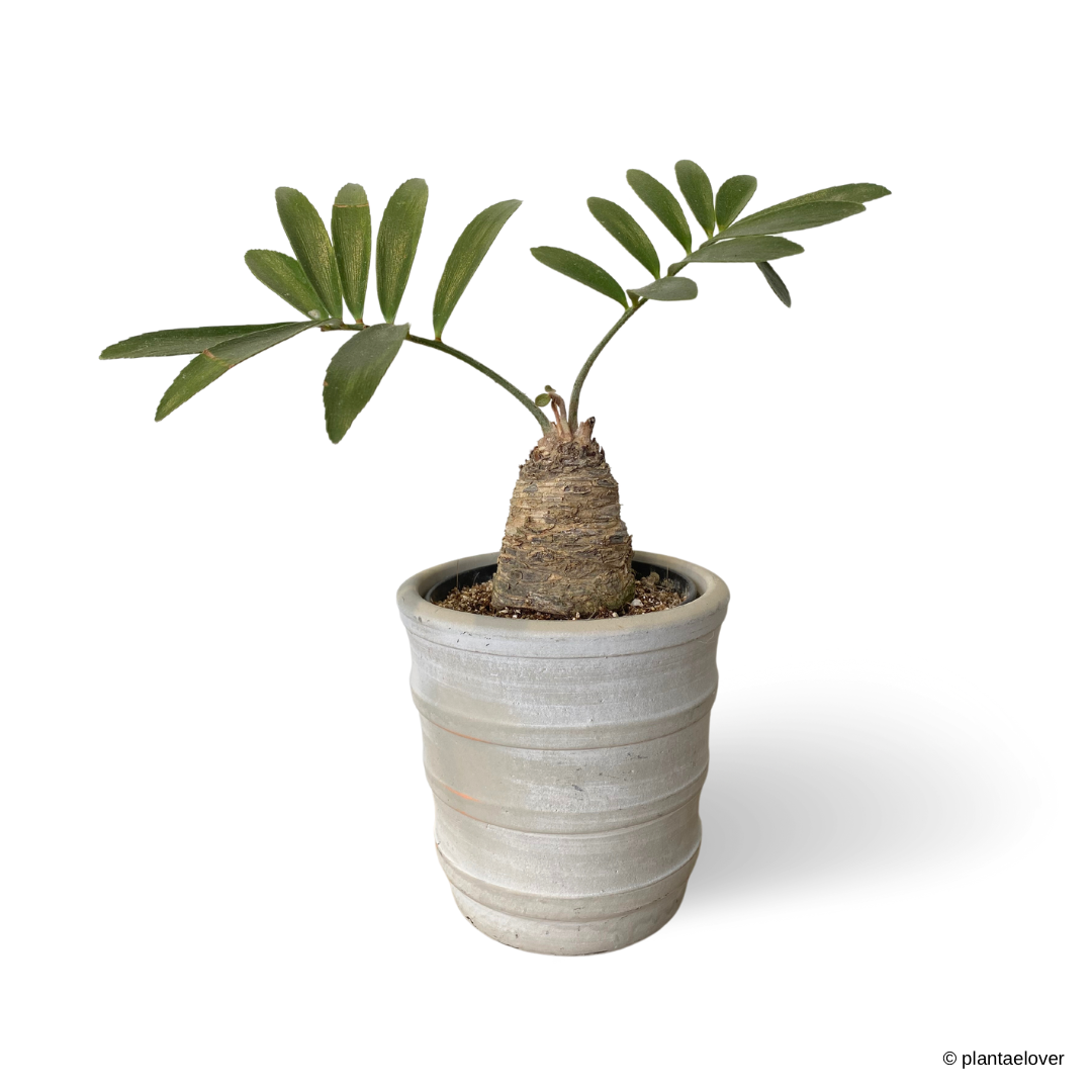 Cardboard Palm in Oslo Pot