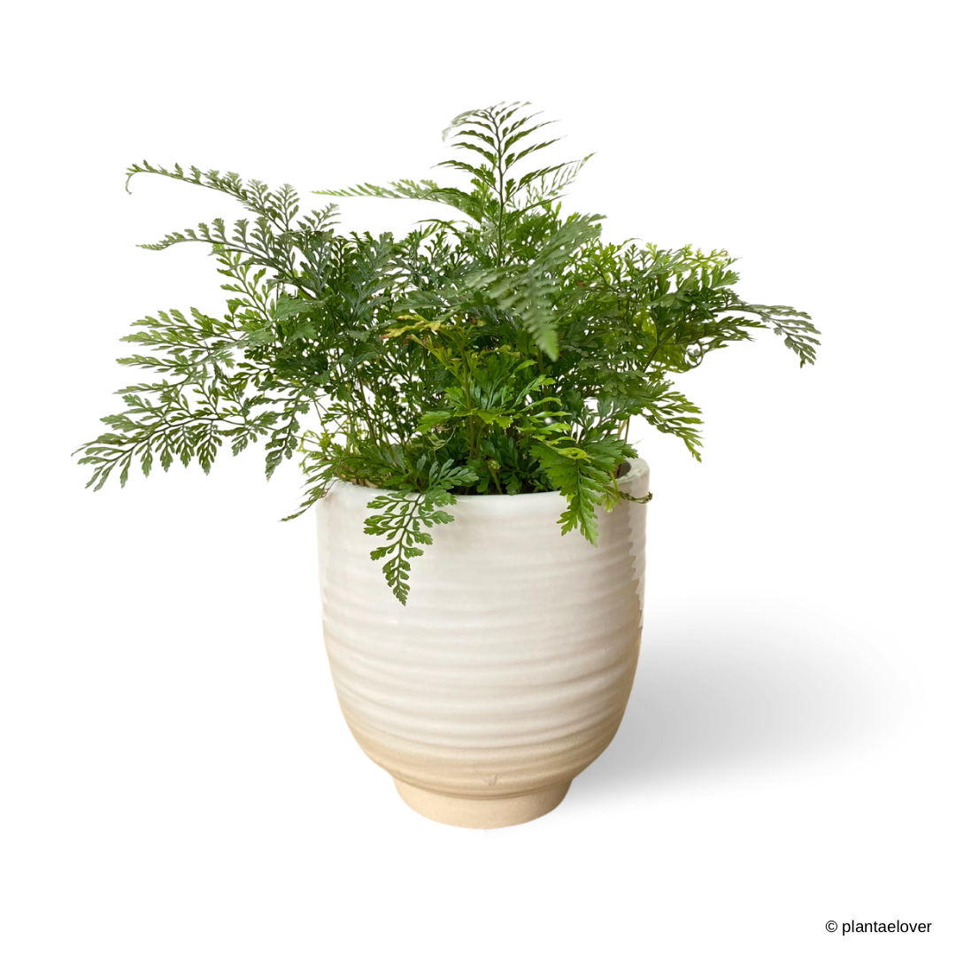 Rabbit Foot Fern in Minima Pot