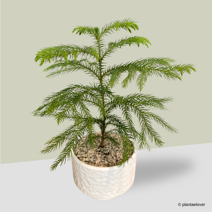 Norfolk Pine in Moonlight Pot