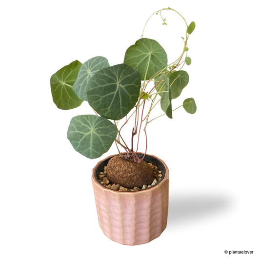 Stephania Cepharantha in Azure Pot