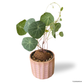 Stephania Cepharantha in Azure Pot