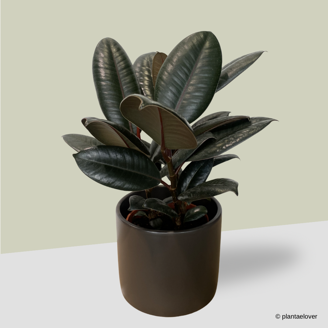 Ficus Elastica Burgundy in Space Pot