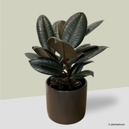 Ficus Elastica Burgundy in Space Pot