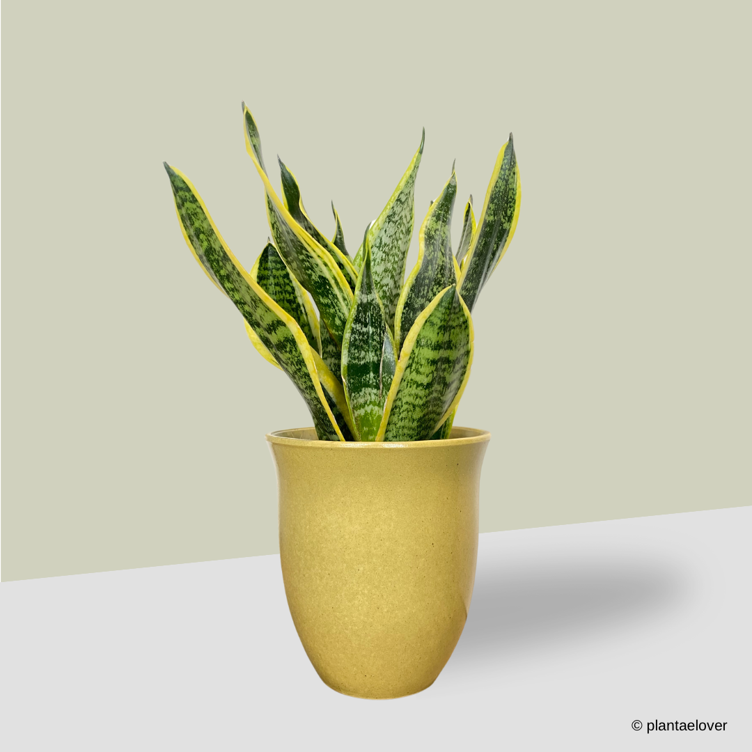 Sansevieria Superba in Elixa Pot