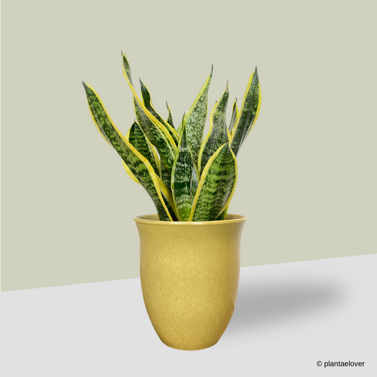 Sansevieria Superba in Elixa Pot