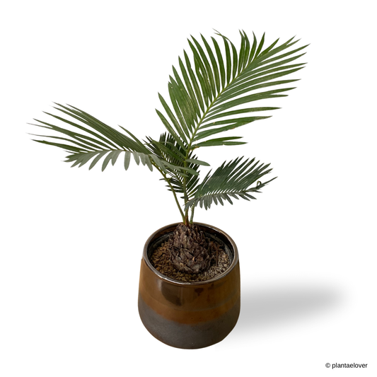 Sago Palm in Copper Pot