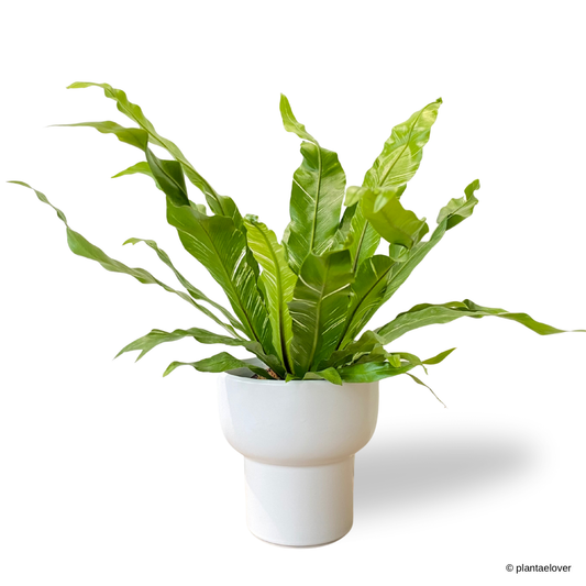 Bird’s Nest Fern Variegata in Dodo Pot