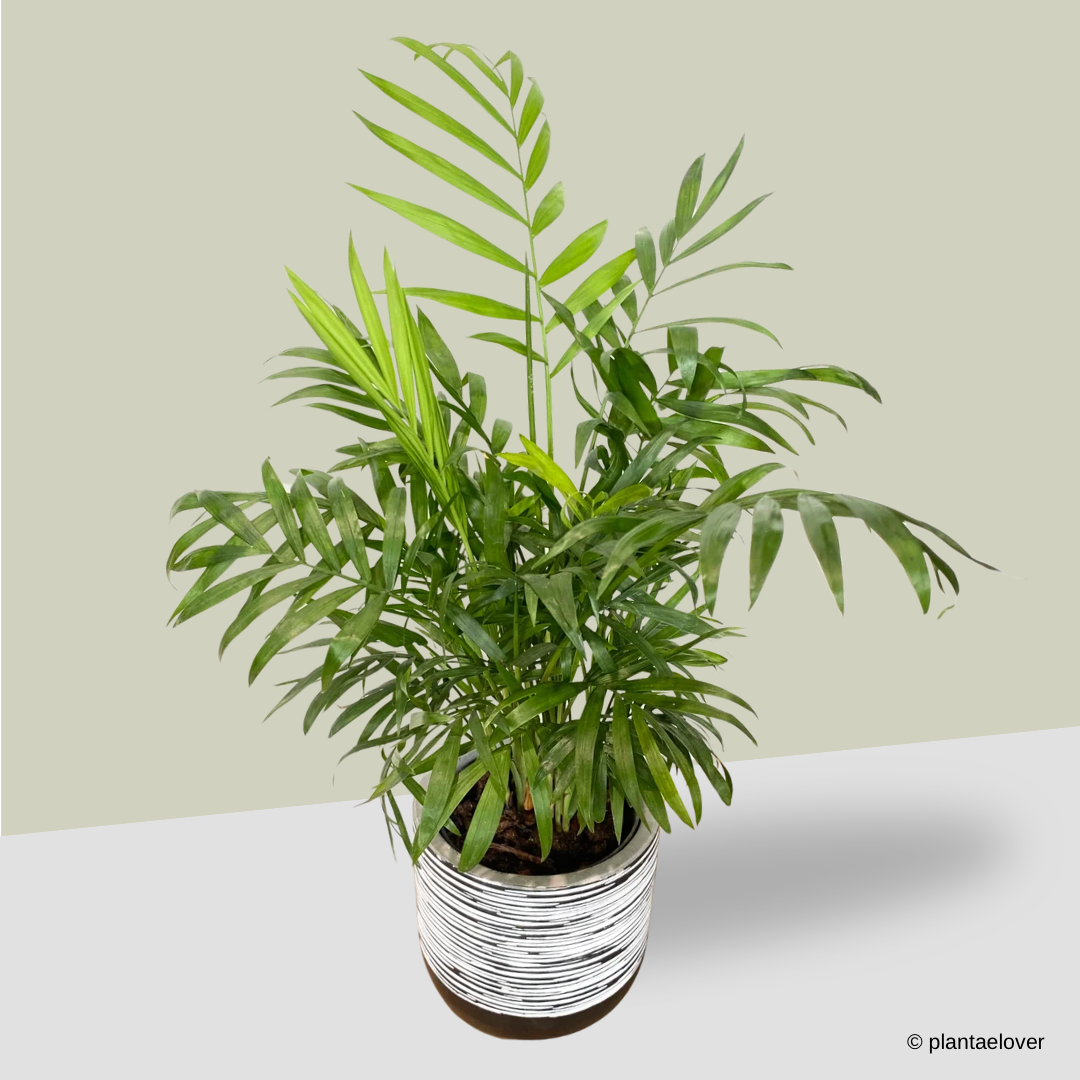Bamboo Palm in Sabel Pot