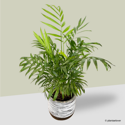 Bamboo Palm in Sabel Pot