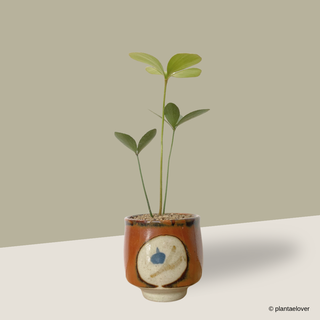 Cardboard Palm in Odayaka Pot