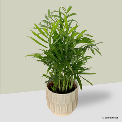 Bamboo Palm in Arch Pot