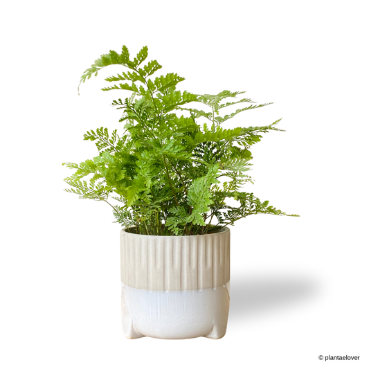 Rabbit Foot Fern in Spatial Pot