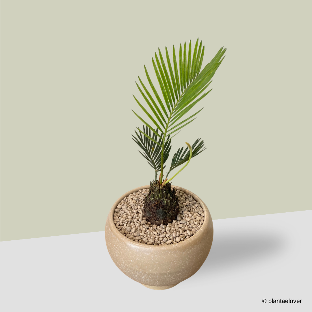 japanese sago palm plant Sago Palm in Japandi Pot – plantaelover