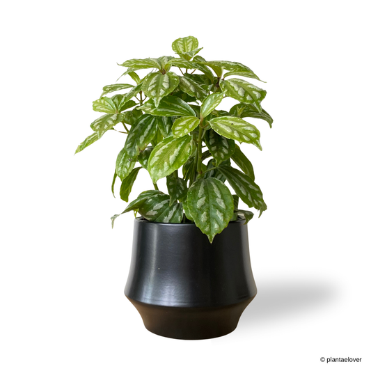 Pilea Cadierei in Lantern Pot
