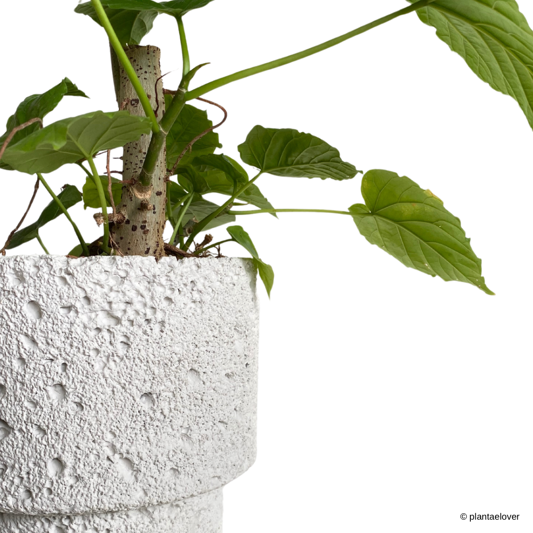 Ficus Umbellata in Carra Pot