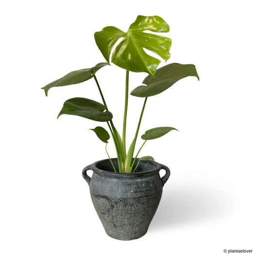 Monstera Deliciosa in Arcadia Vintage Pot