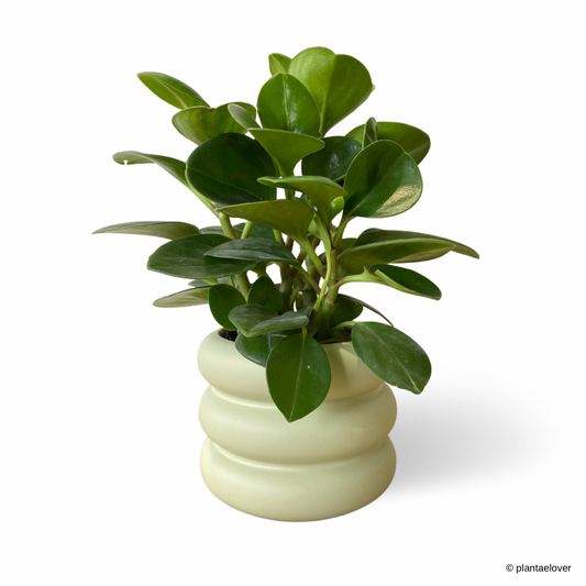 Peperomia Obtusifolia in Bagel Pot