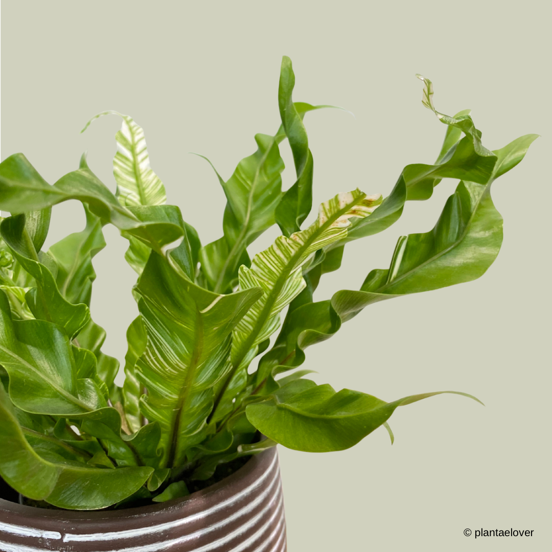 Bird’s Nest Fern Variegata in Cocoa Pot