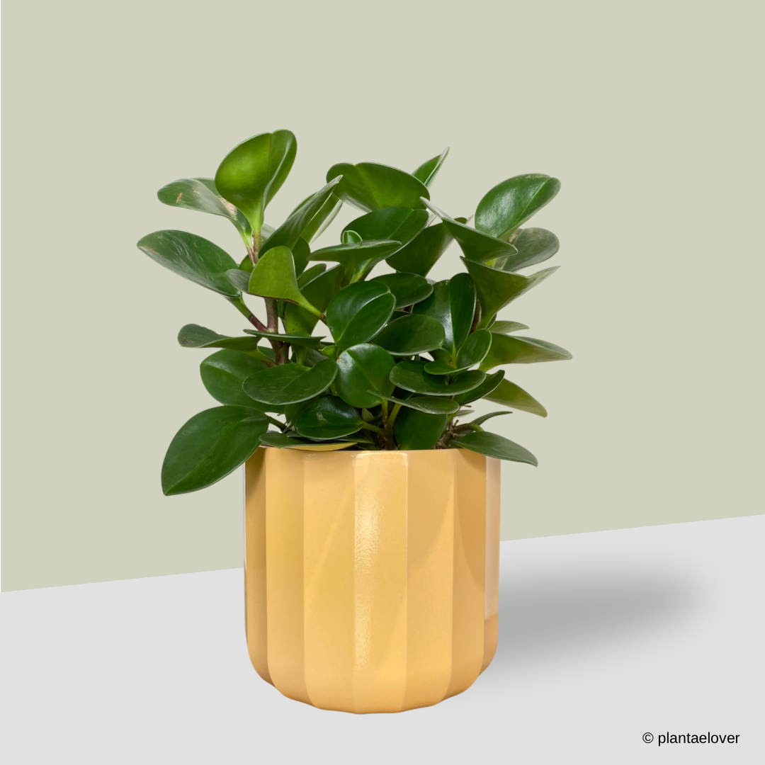 Peperomia Obtusifolia in Sunny Pot