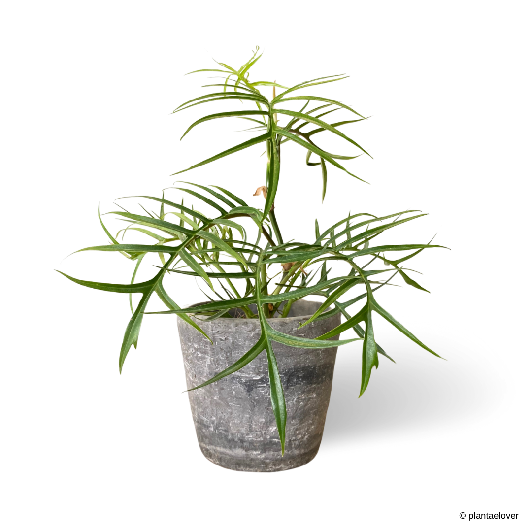 Philodendron Tortum in Ash Pot