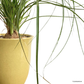 Ponytail Palm in Daisy Pot