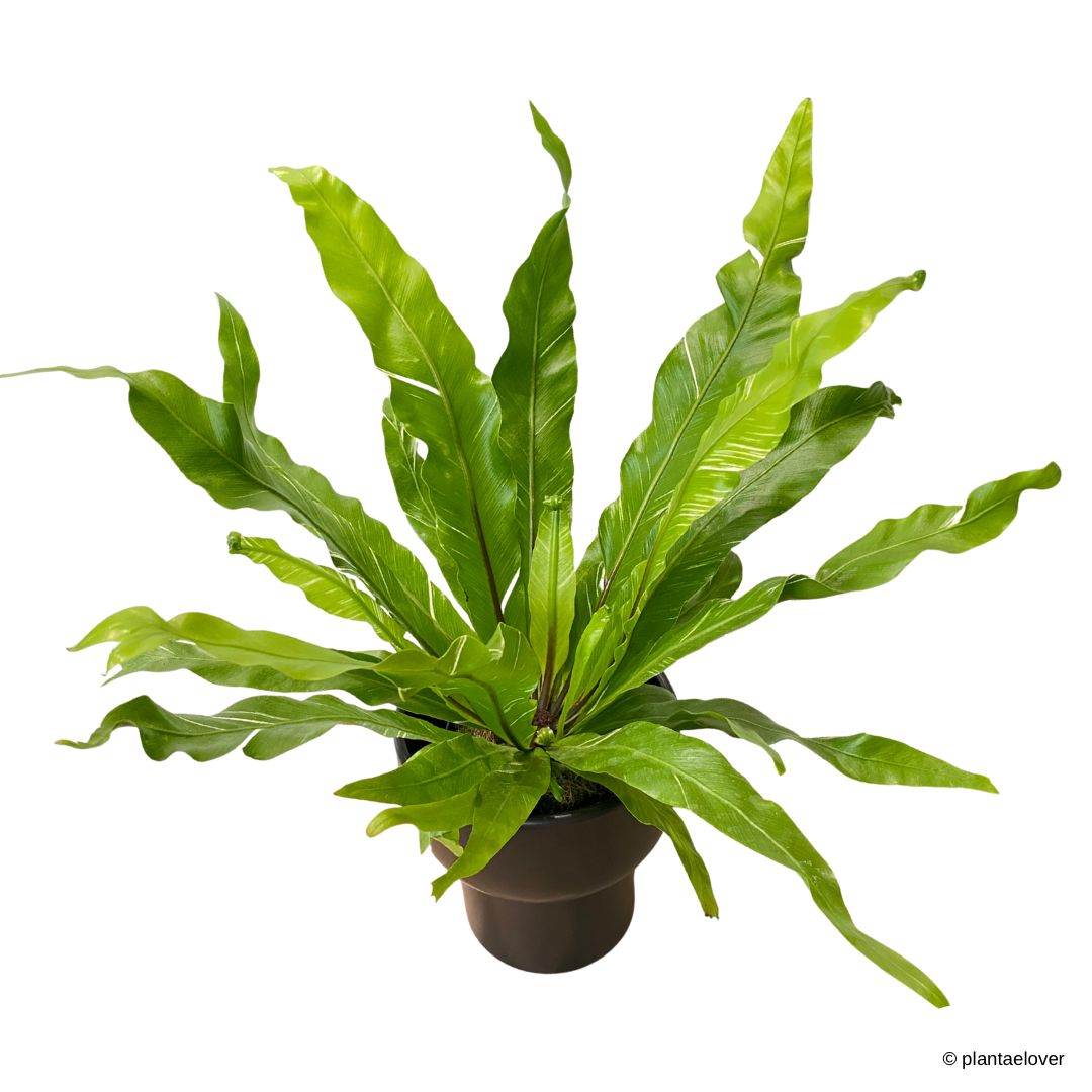 Bird’s Nest Fern Variegata in Dodo Pot