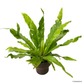 Bird’s Nest Fern Variegata in Dodo Pot