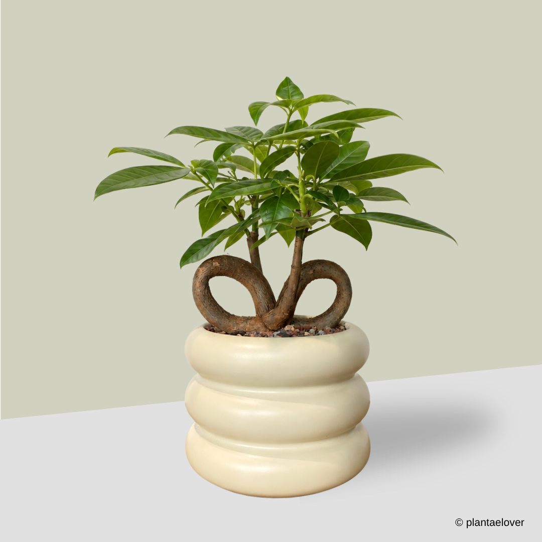 Pachira Aquatica 'QQ' Heart Shape in Butter Bagel Pot