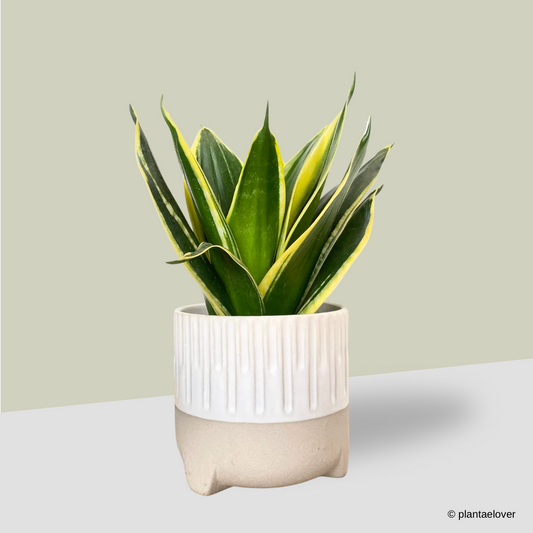 Sansevieria Hahnii in Spatial Pot
