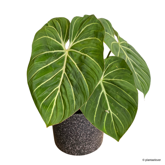 Philodendron Gloriosum in Galaxy Pot