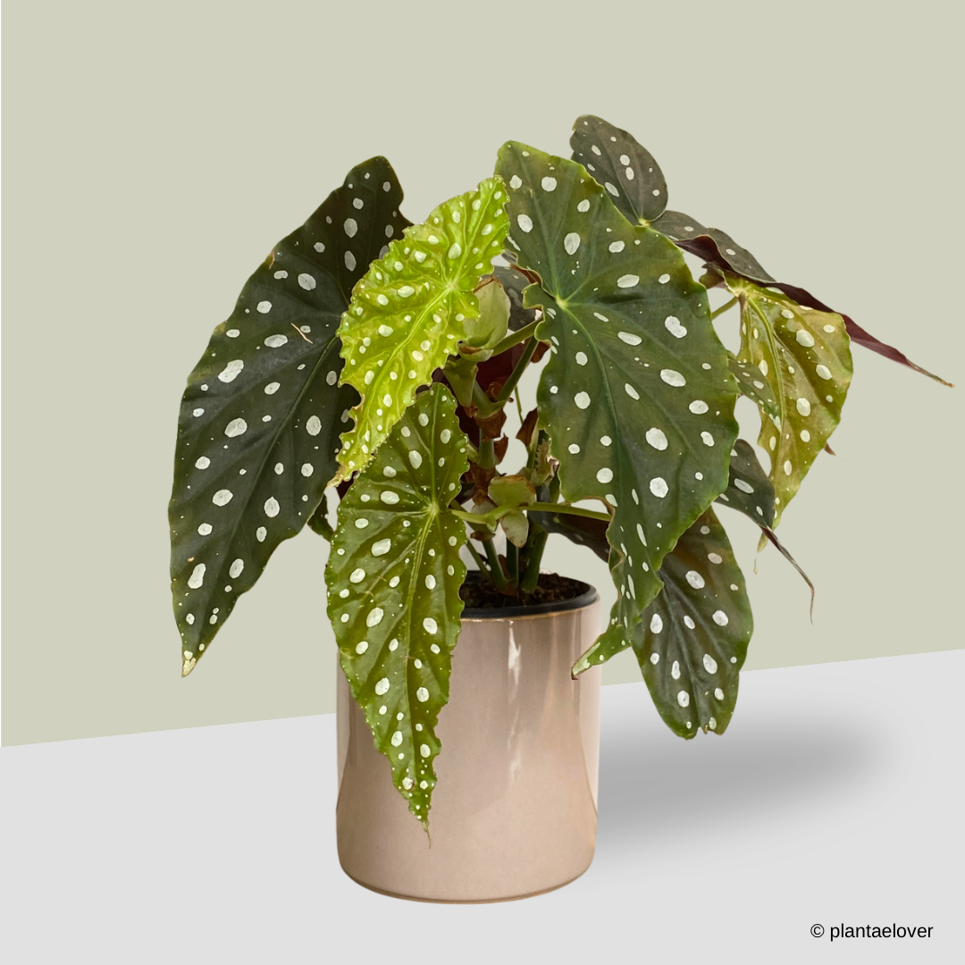 Begonia Maculata in Rosewood Pot