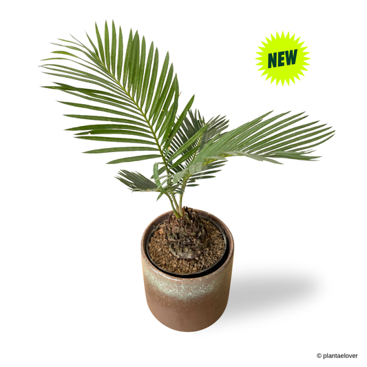 Sago Palm in Rust Pot