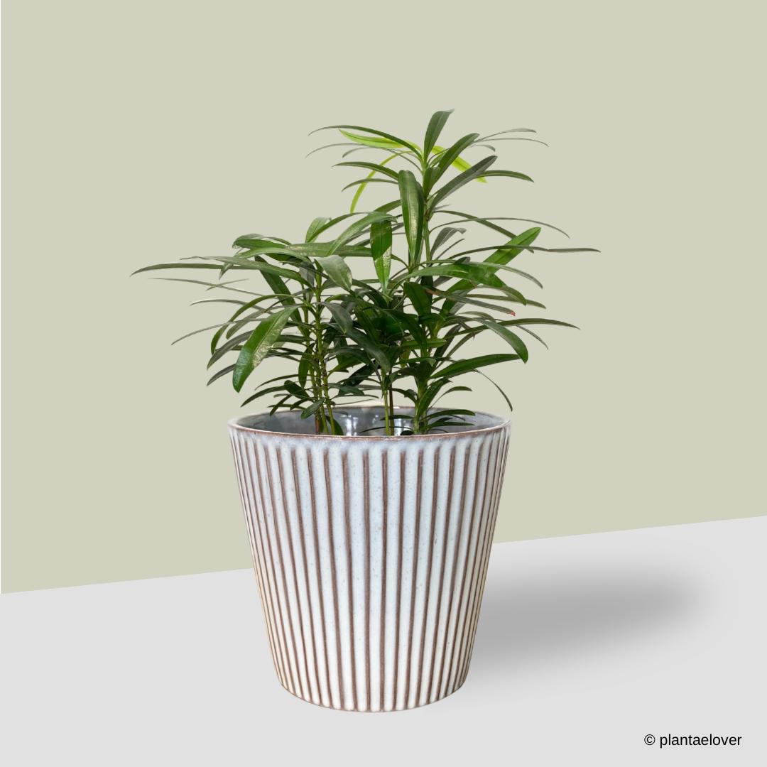 Podocarpus in Celine Pot