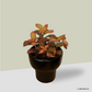Fittonia in Dodo Pot