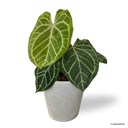 Anthurium Crystallinum in Sandy Pot – plantaelover