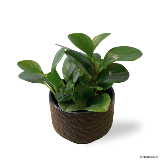Peperomia Obtusifolia in Moonlight Pot