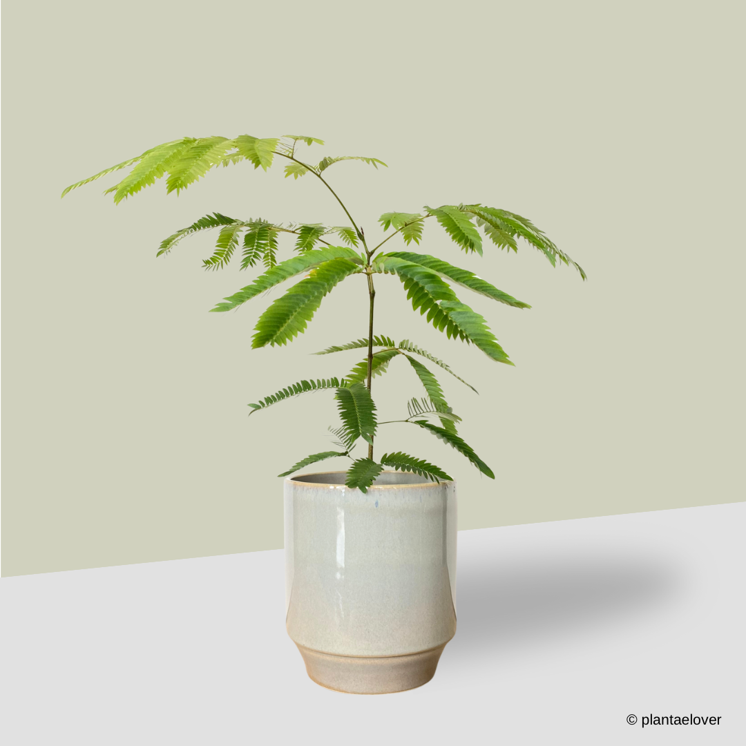 Japanese Everfresh Tree in Minima Pot