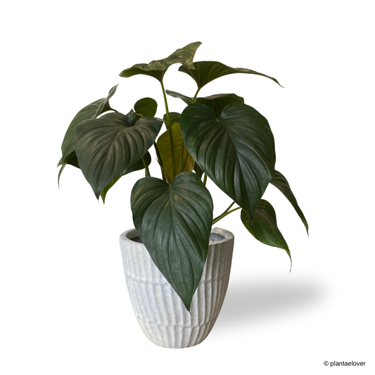 Homalomena Emerald Gem in Plantium Pot