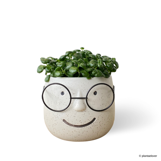 Bubble Plant in Nerdy Pot