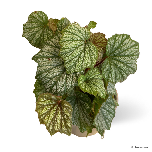 Begonia Rex in Chimichurri Pot