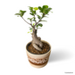 Ficus Retusa in Russet Pot