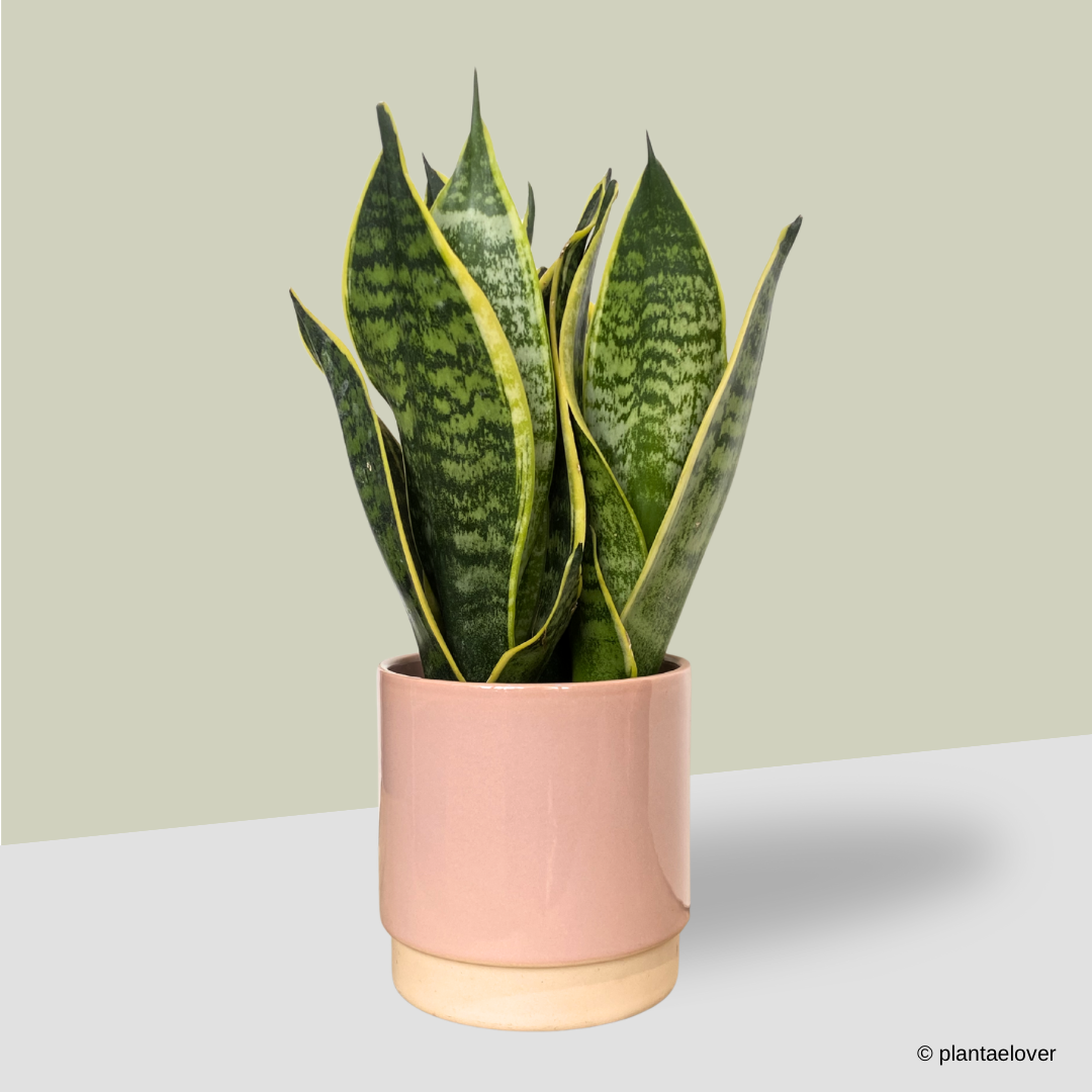 Sansevieria Superba in Blush Pot